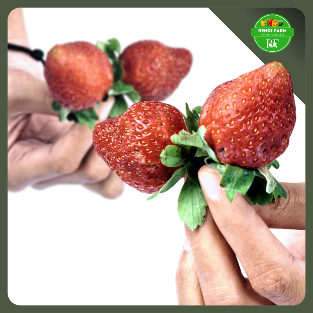 

STRAWBERRY SEGAR CALIFORNIA