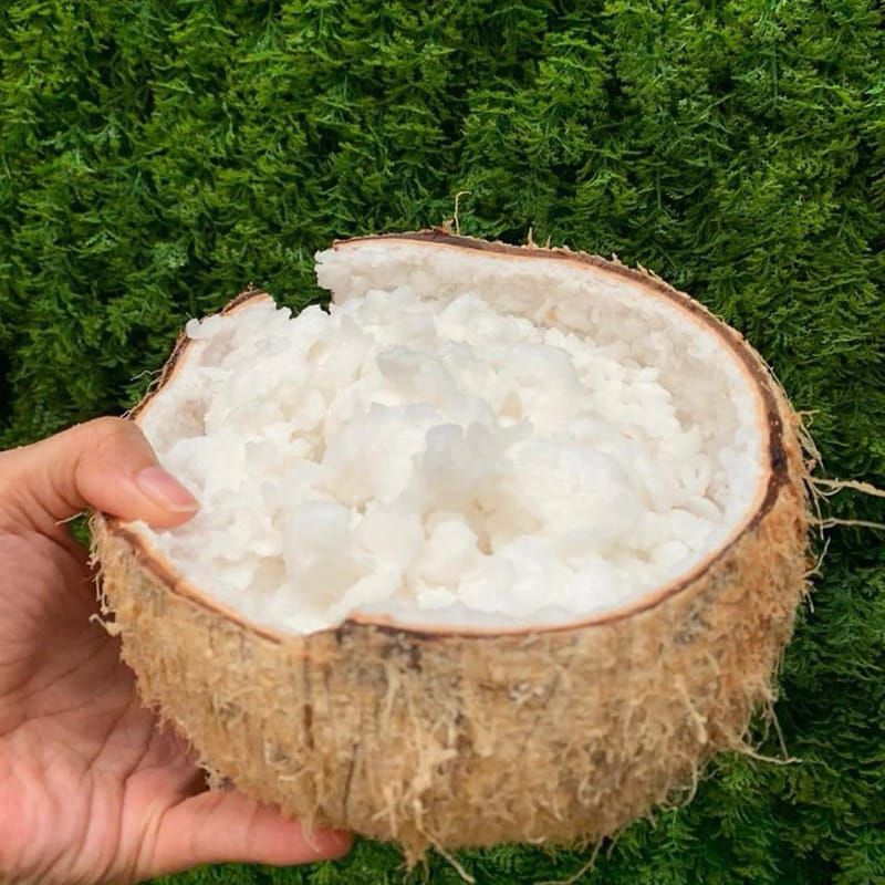 

KELAPA KOPYOR UKURAN 60-61 CM,100% MANIS SEGAR DAN BERGARANSI