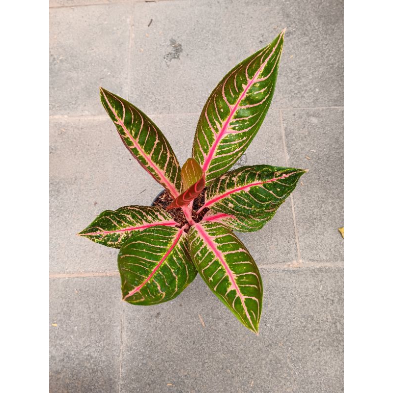Tanaman Hias Aglonema Pride Of Sumatra | Aglonema Pride Of Sumatra | Aglonema Red Sumatra