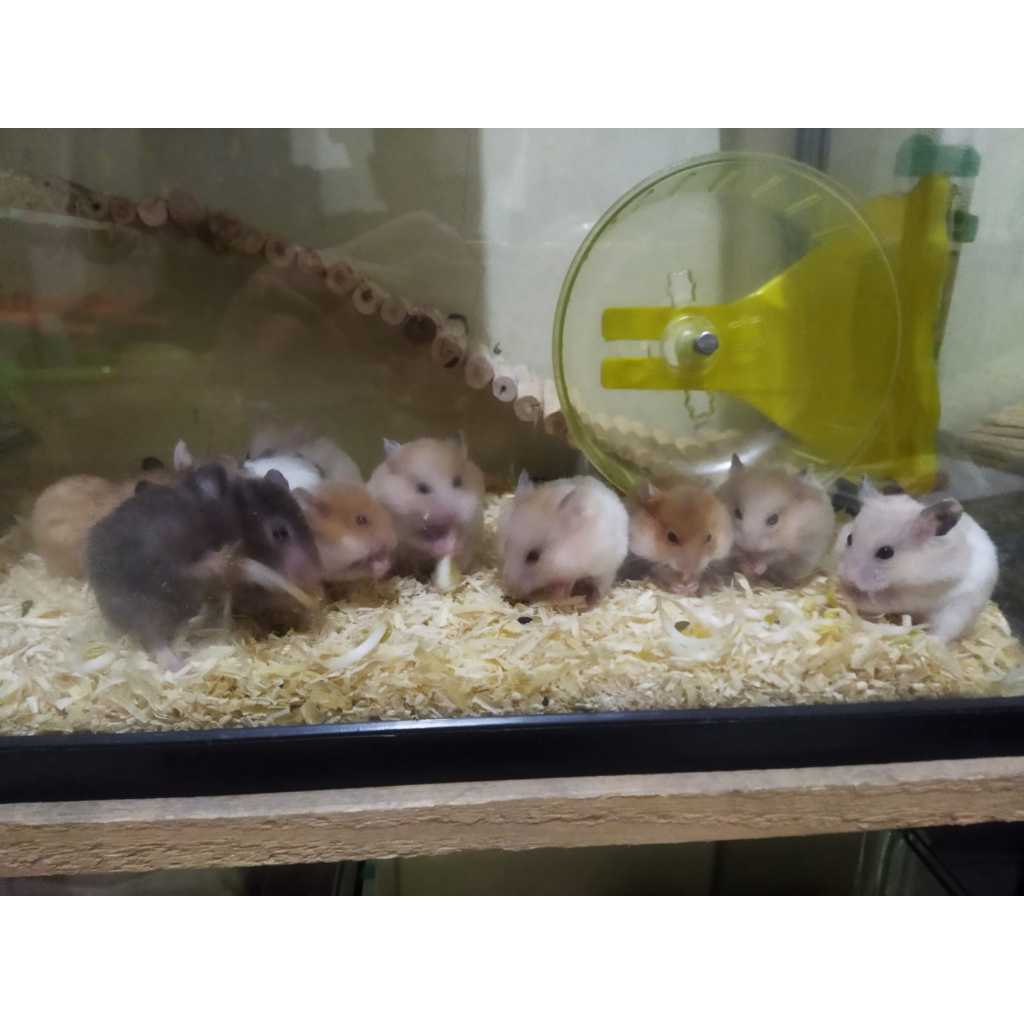 Hamster Syrian Jinak
