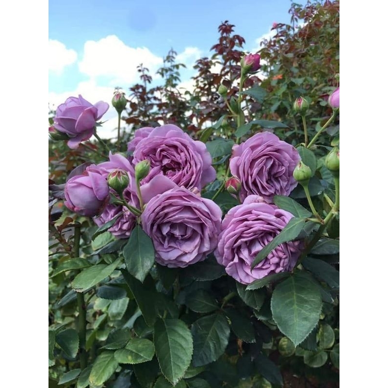 Mawar Import Kinda blue - Mawar Ungu