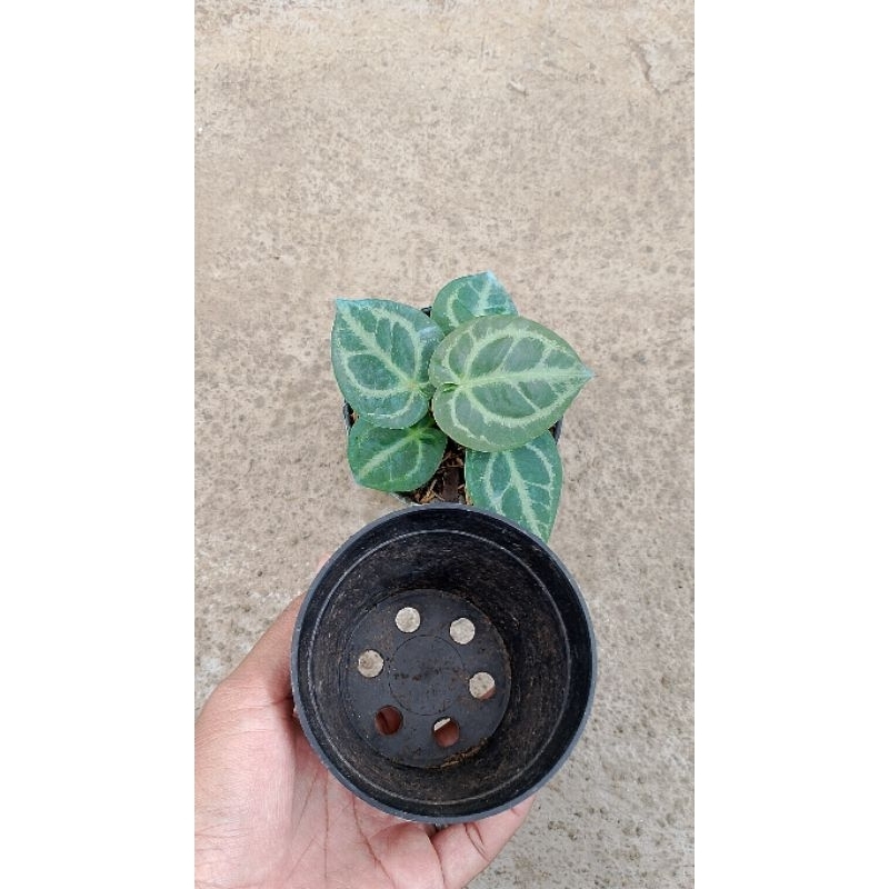 Anthurium dorayaki mangkok baby