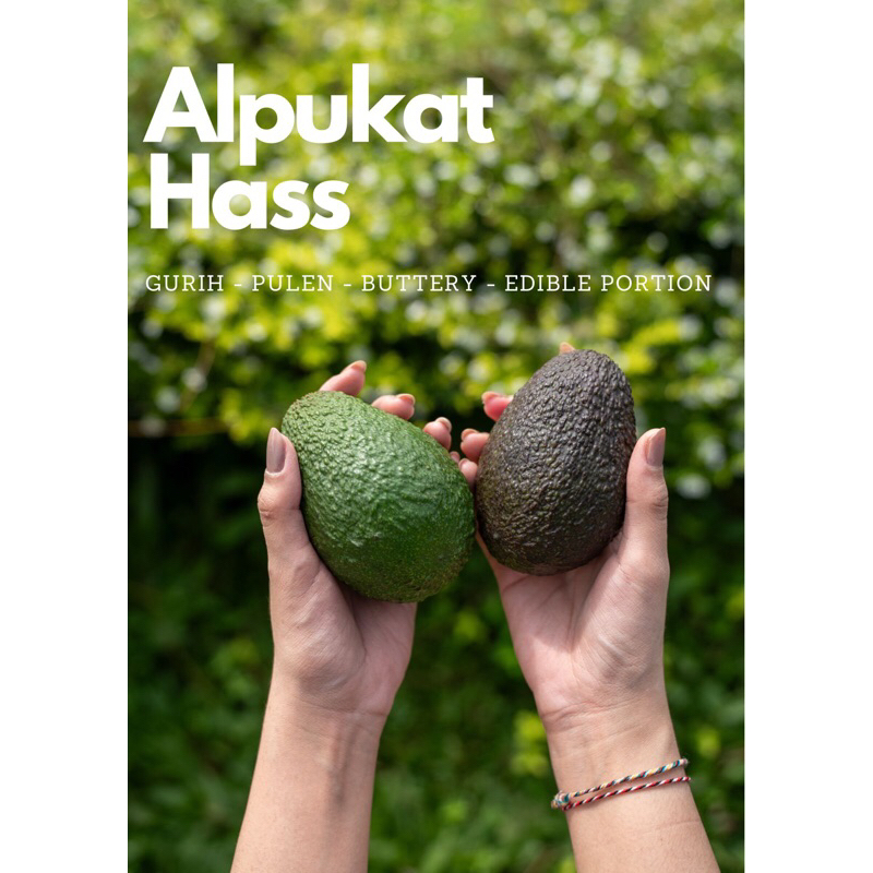 

Alpukat Hass Fresh / Alpukat Mentega