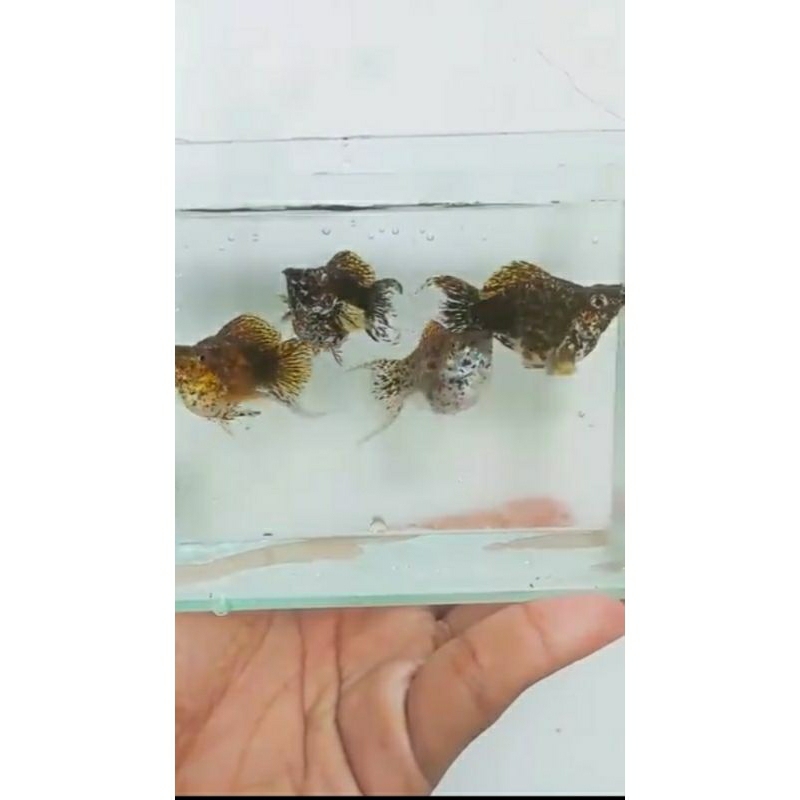 molly balon calico & platinum size siapan induk