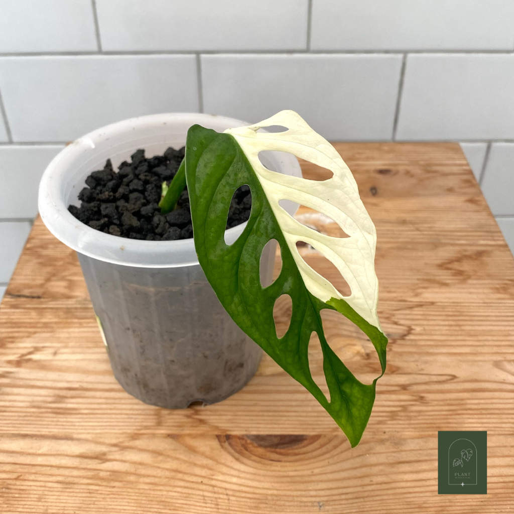 Monstera Acuminata Variegata Japan Ori Real Pict | Janbol Jepang | Janda Bolong Variegata