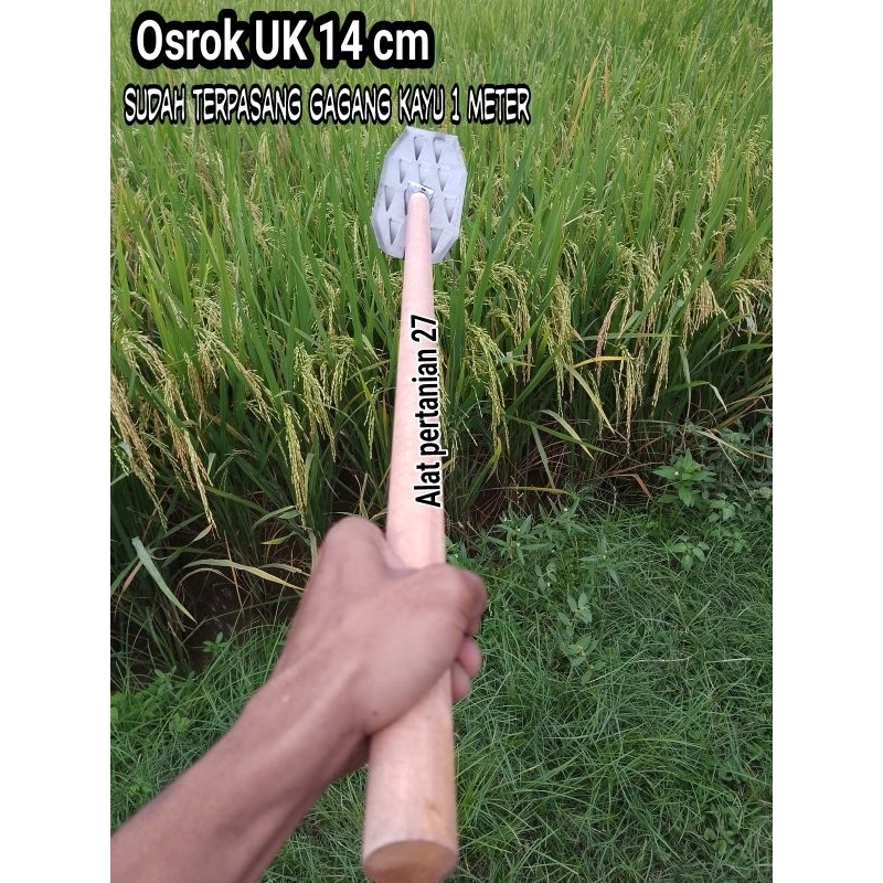 osrok padi dan gagang alat matun alat penyiangan gulma
