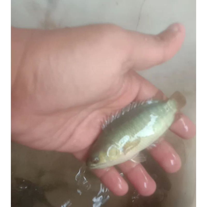 Bibit Ikan Papuyu / Betok Hijau