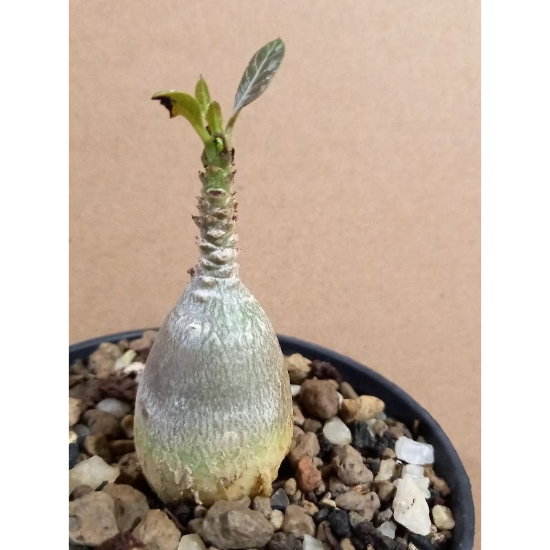 Adenium socotranum seedling dari biji