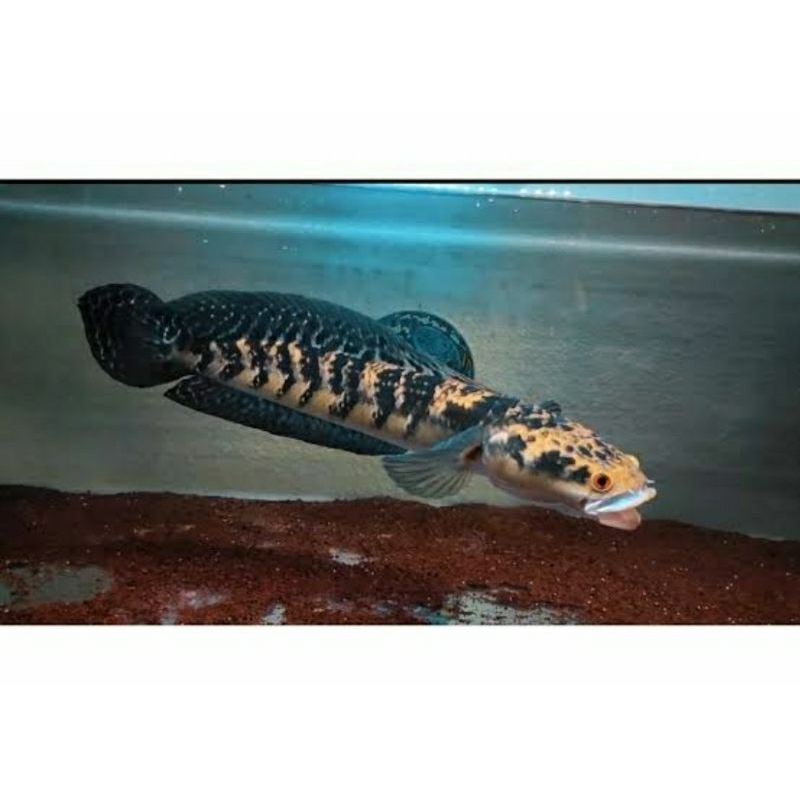 Ys full cabung simet 15-16cm