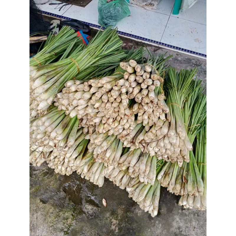 

sereh dapur fresh 250gr/sereh segar/bumbu dapur/lemongrass/