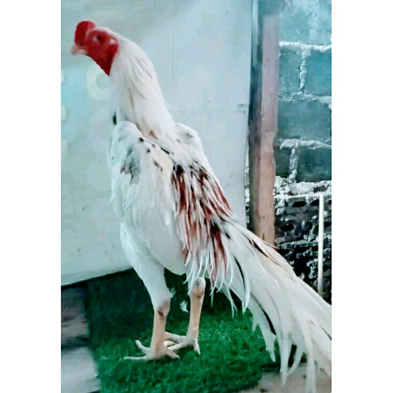 Ayam Jago Bangkok ekor lidi usia 11-13bulan
