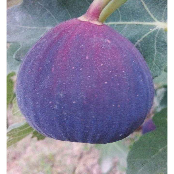 Bibit tanaman buah tin blue giant okulasi cepat berbuah dalam pot super