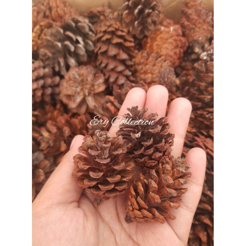 [ 5 biji ] Biji pinus MINI/Bunga pinus kering ( KECIL )