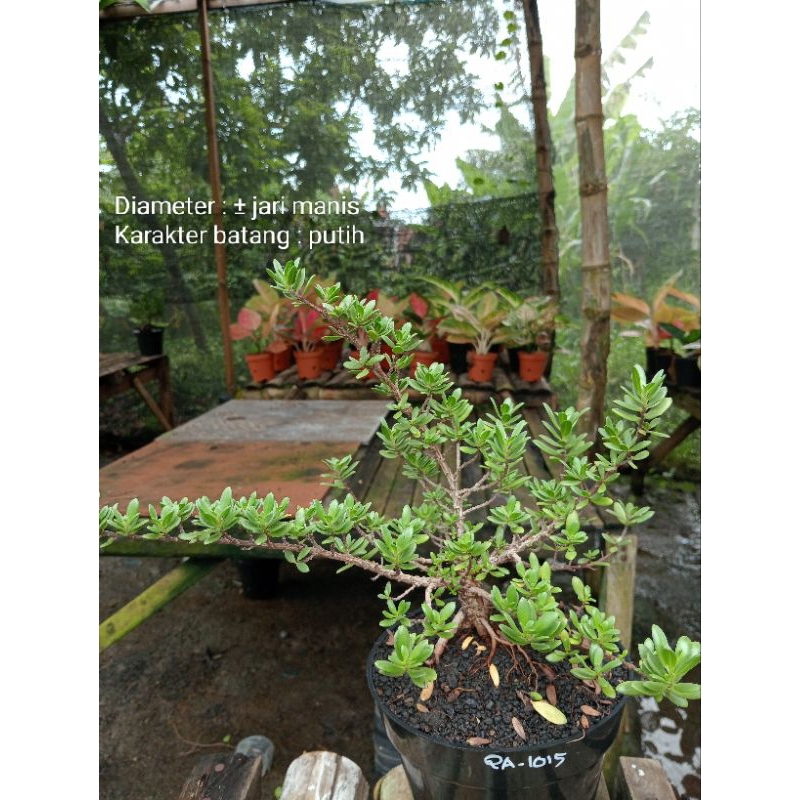 QA-1015, Bibit bonsai santigi mawar semai biji