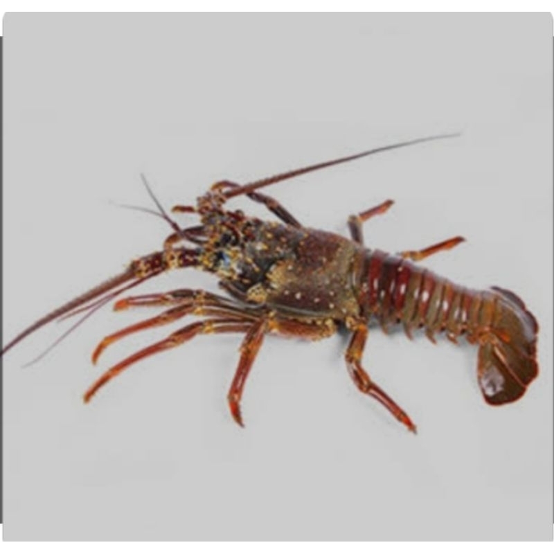 

Lobster Segar 1 Kg