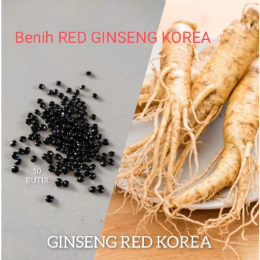 Bibit Red Ginseng Korea Biji Benih Panax Ginseng Merah Korea - kadir.olshop221