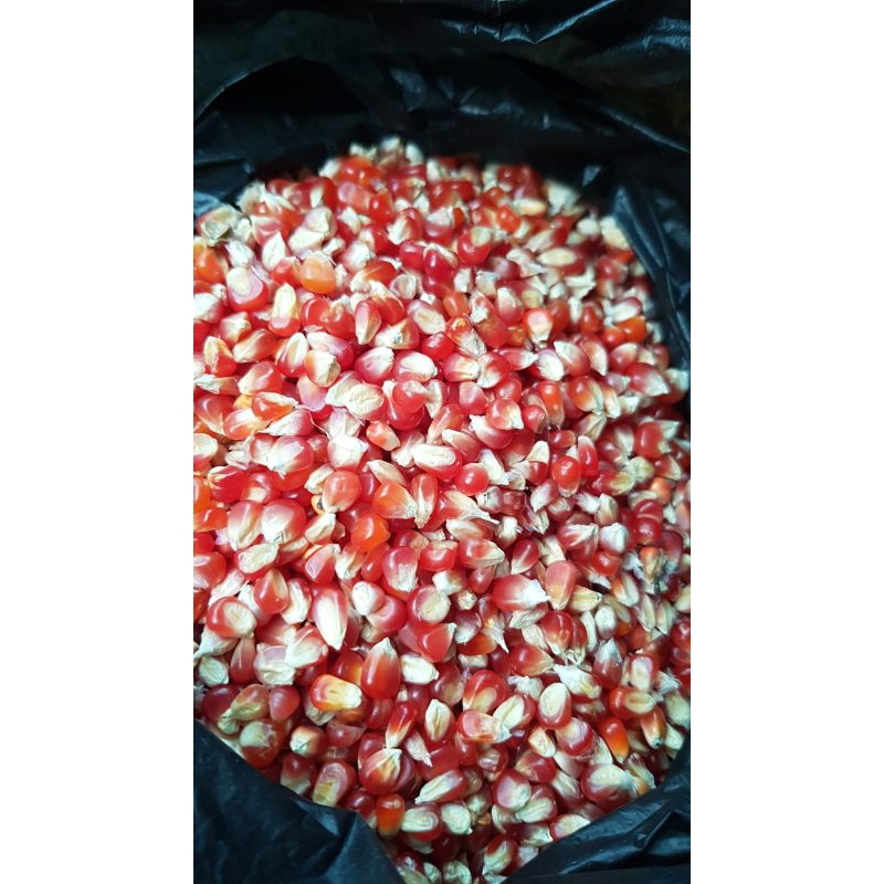 

jagung cililin merah kecil 1kg