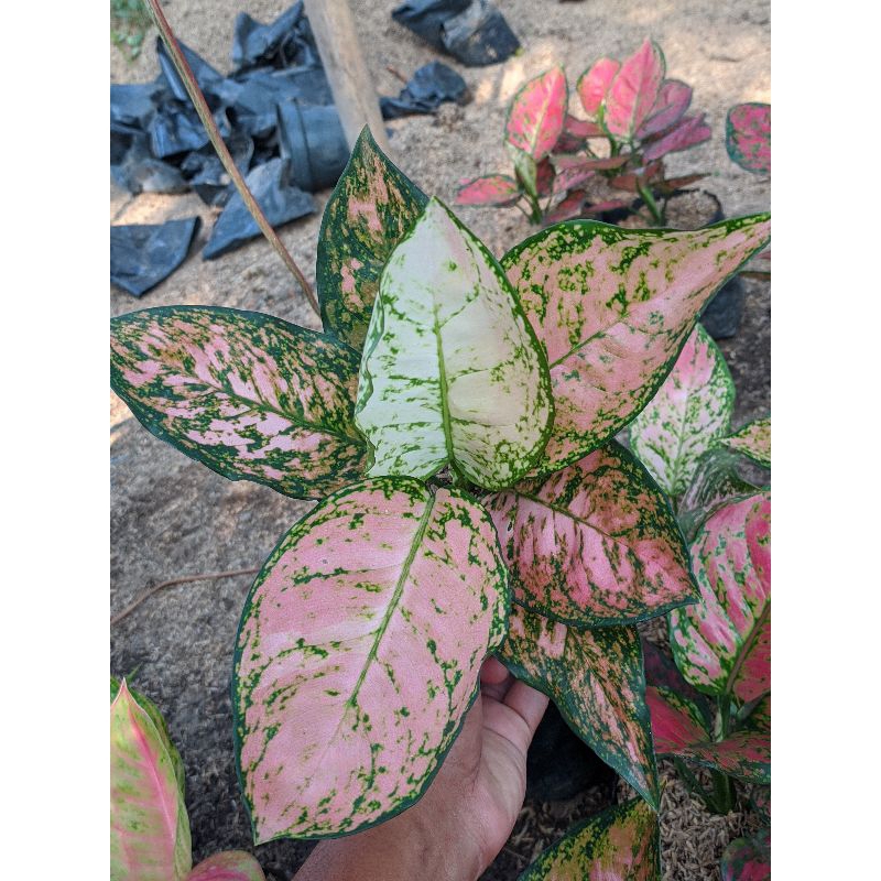 Aglonema Ruby Dinamit / Rubi kirana