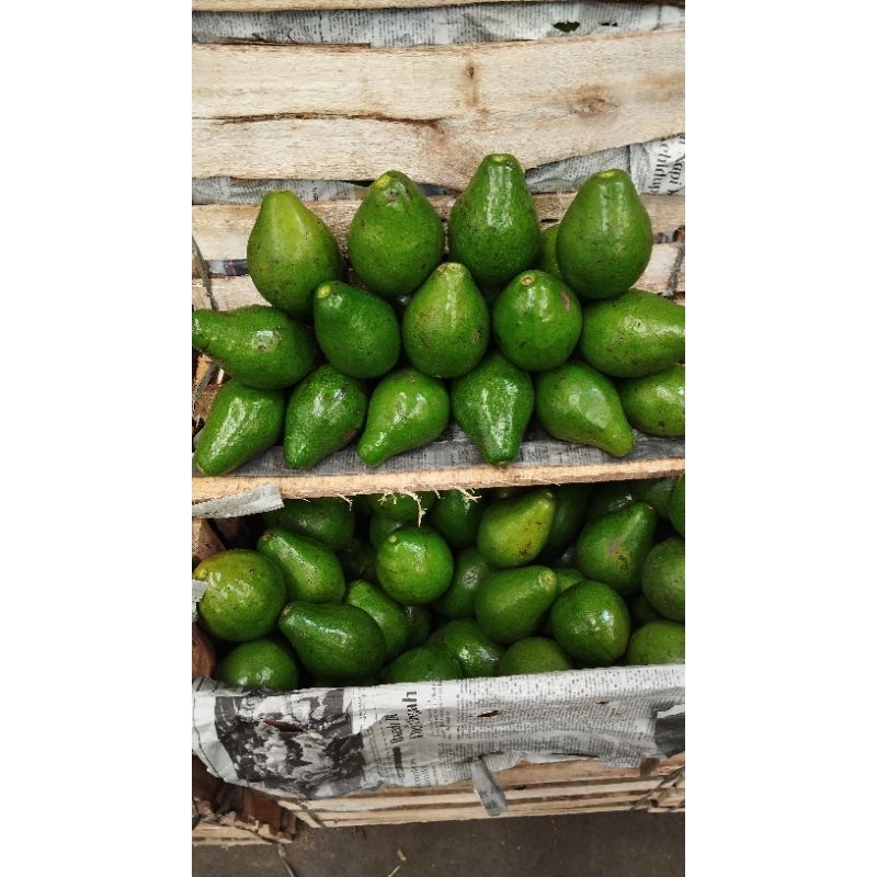 

ALPUKAT MENTEGA 1 KG