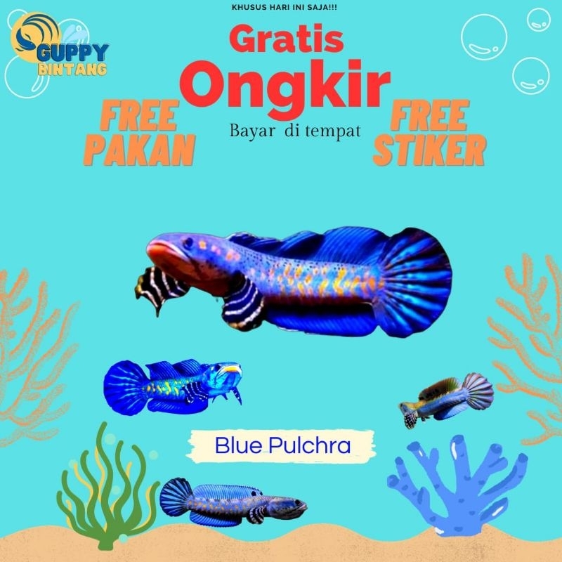 Channa Blue Pulchra  Premium 2 Ekor Size 6-7-8 Cm