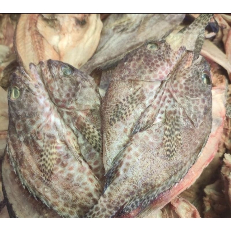 Ikan kerapu Sunu Maluku terbaik