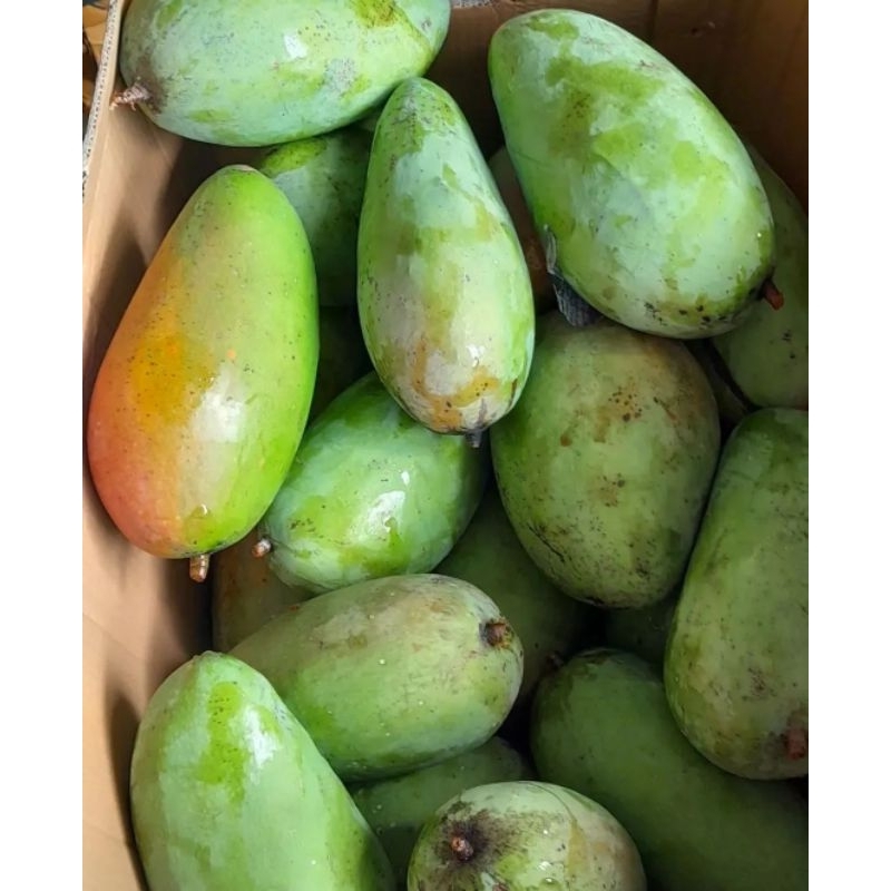 Mangga Kiojay Mengkal Mentah Manis Garing 1 kg