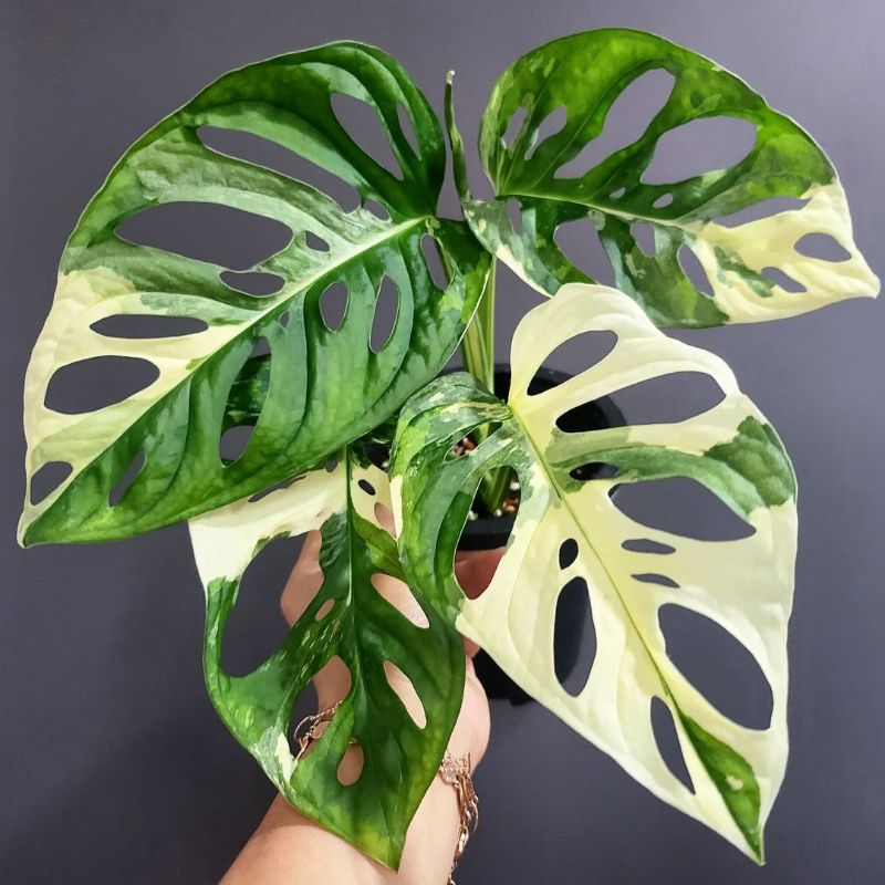 TANAMAN JANDA BOLONG VARIGATA LOCAL / MONSTERA ANDASONI VARIGATA/ JANDA VARIGATA LOCAL / TANAMAN HIA