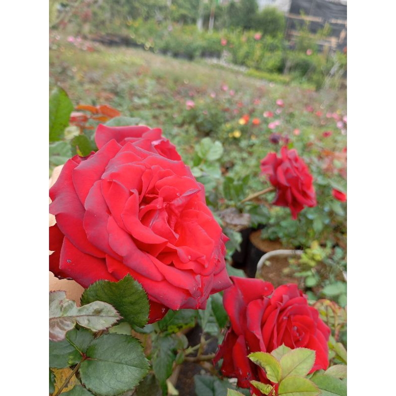 Tanaman Hias bunga mawar merah - Red luna