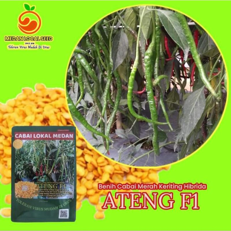 ATENG F1 | 1750 seeds |Benih Cabe Merah Keriting Hibrida | Unggul
