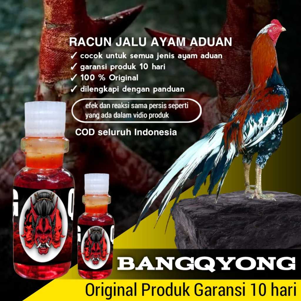 doping ayam bangkok tarung bangqyong racun jalu