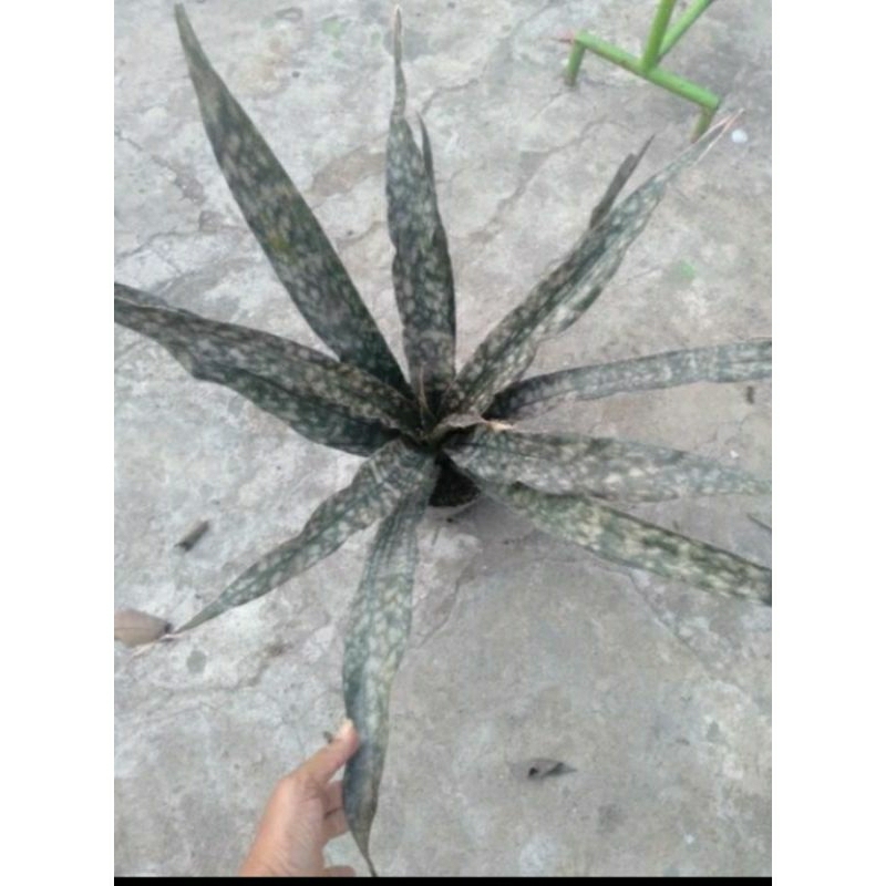 sanse kirkii brown/ sanseviera coppertone