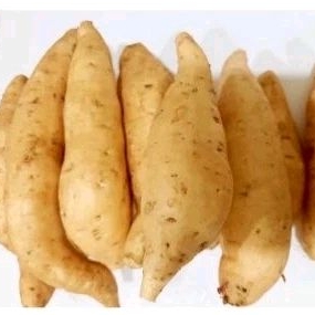 

UBI CILEMBU MENTAH 1KG UBI/UBI JALAR