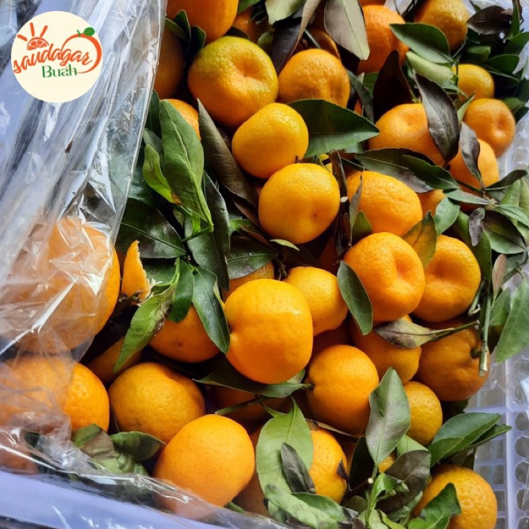 

CHF812 GROSIR MURAH BUAH JERUK SANTANG DAUN MANIS FRESH