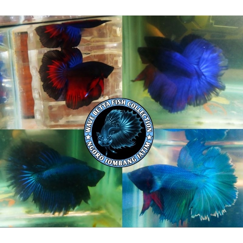 HALFMOON ROSETAIL HIAS