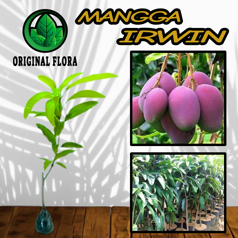 Bibit Mangga Irwin Mangga Erwin Mangga Ungu Pohon Mangga Irwin Ungu