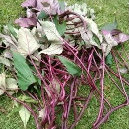 bibit setek ubi jalar /ubi ungu