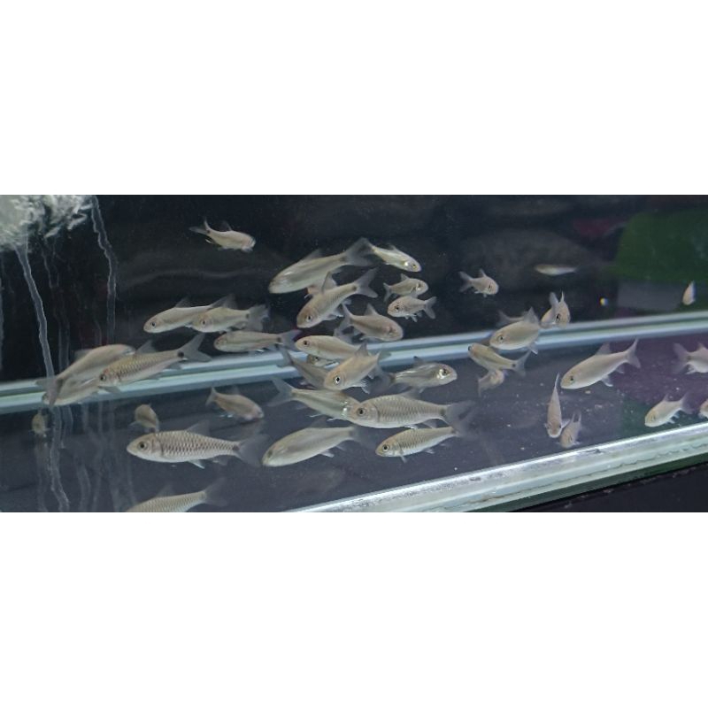 Patung Neo Heter 7-9cm Original