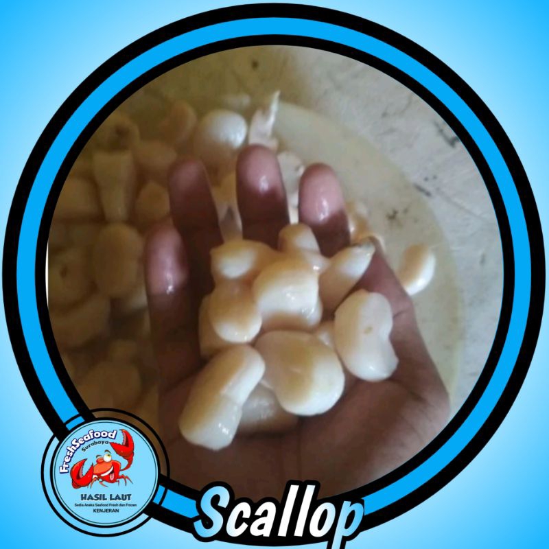 

SCALLOP KERANG KAMPAK 1 kg