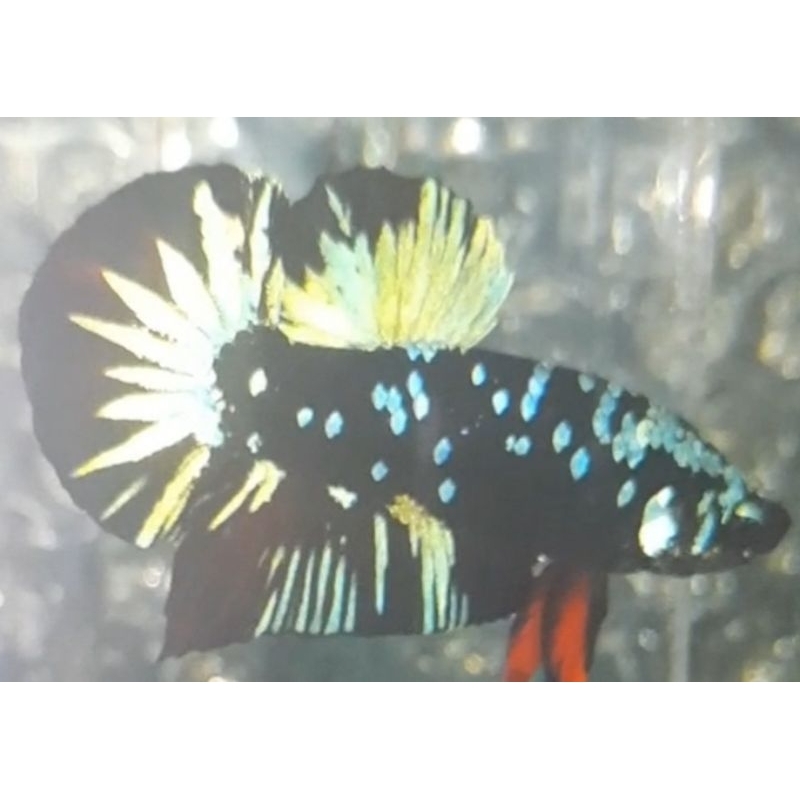 Cupang  Avatar Copper Gold/ Nemo 10 ekor