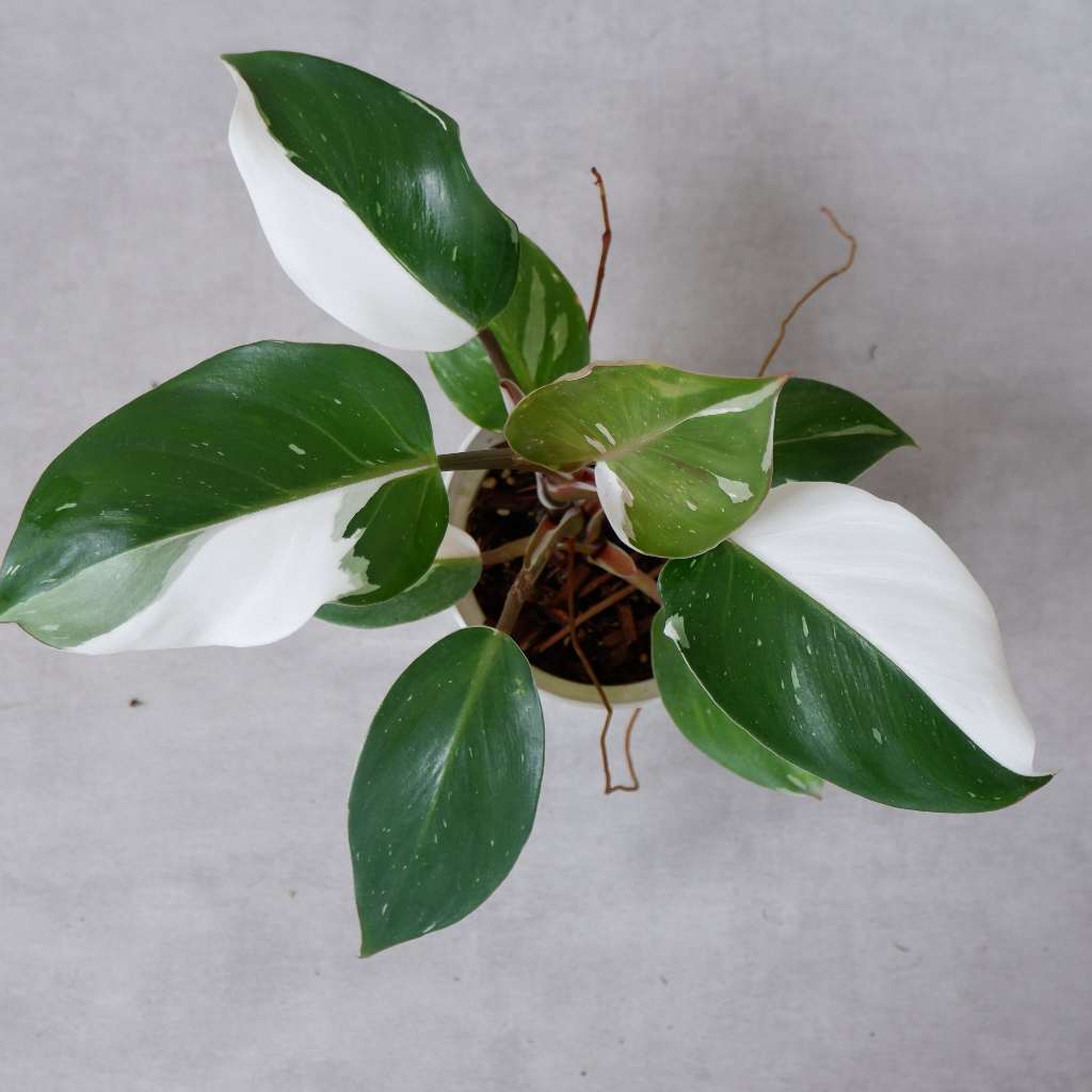 PHILODENDRON WHITE KNIGHT