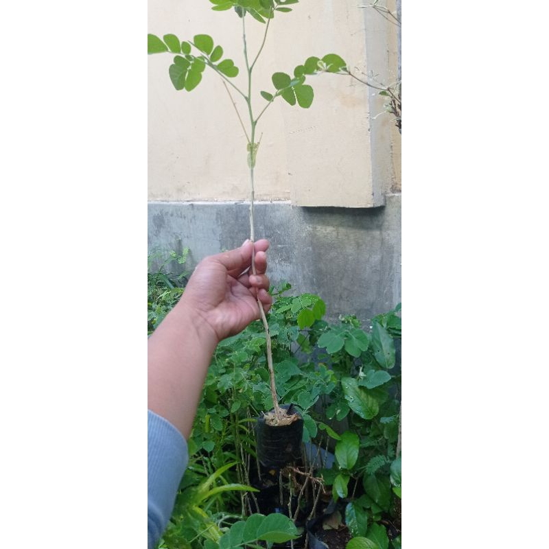 Bibit tanaman pohon trembesi - pohon kayu trembesi