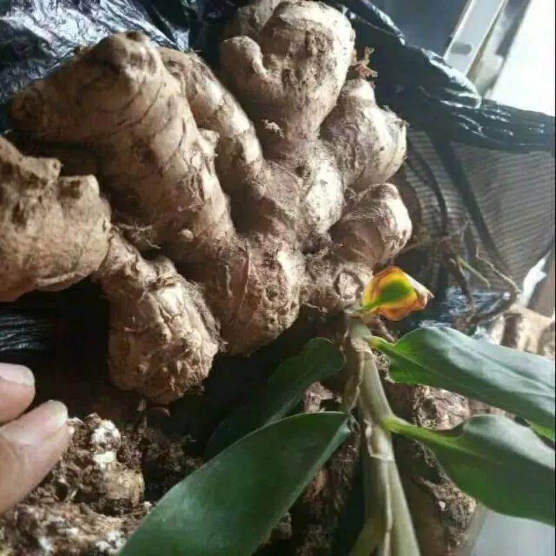 

lampuyang segar 500 gram