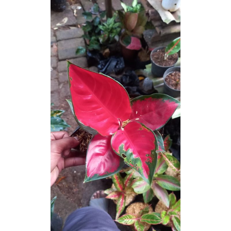 aglonema suksom lokal