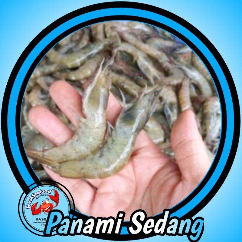 

UDANG PANAMI TANGGUNG SEGAR 1kg