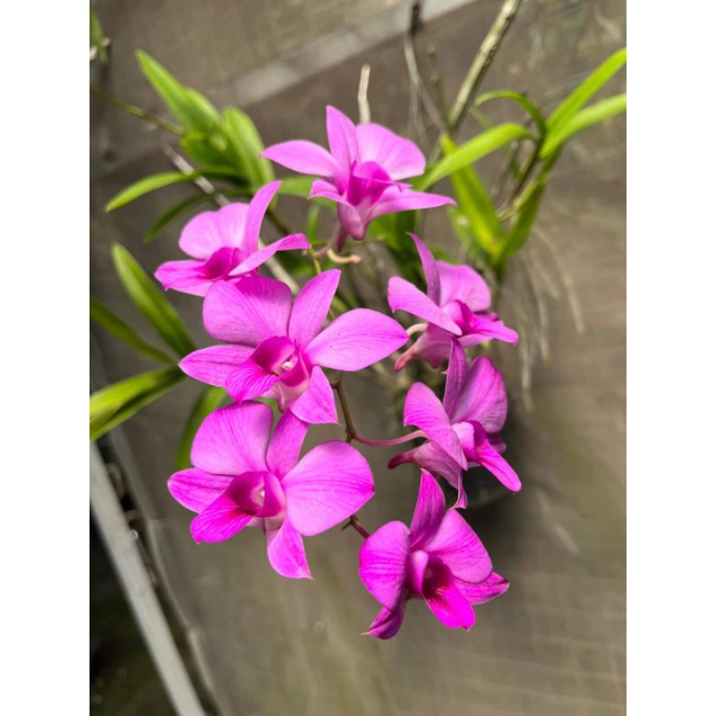 anggrek dendrobium larat