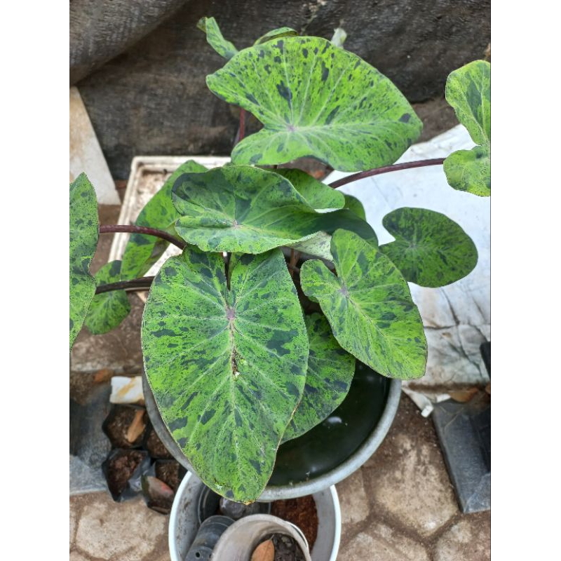 colocasia mojito