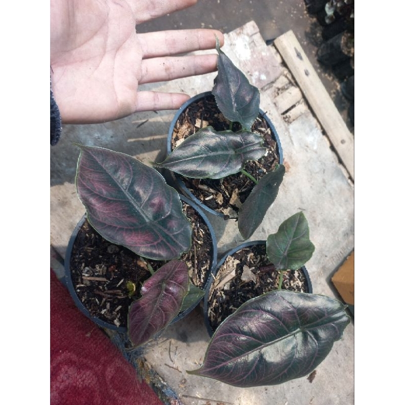 Tanaman hias alocasia azlanii
