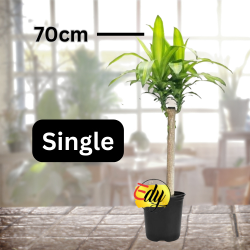 Pohon Hanjuang Daun Kuning SINGLE - 70 cm Andong Golden Sukabumi - Dracaena Fragrance