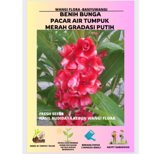 30 biji  bunga Pacar air merah gradasi putih/Benih bunga rose balsamina tumpuk