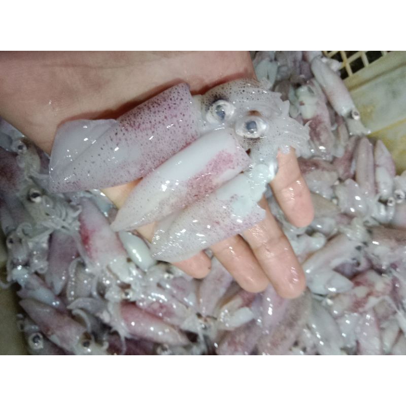 

Cumi Baby Segar Fresh Frozen 1Kg / Cumi Seafood Hasil Laut Harian BERGARANSI
